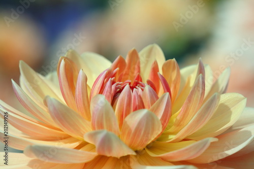 Fototapeta Naklejka Na Ścianę i Meble -  Closeup of a pastel colored dahlia flower - sunny bright look and feel