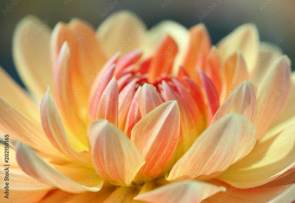 Closeup of a pastel colored dahlia flower - sunny bright look and feel