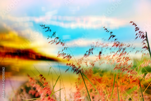 Blurred colorful sky with grass for background