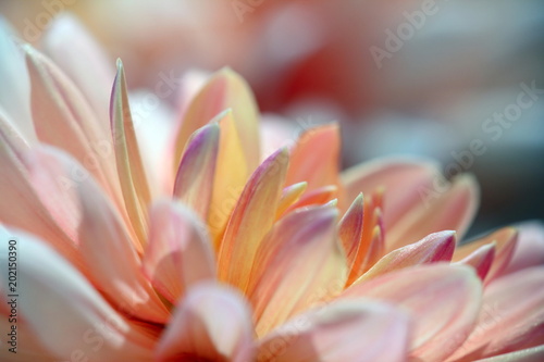 Fototapeta Naklejka Na Ścianę i Meble -  Closeup of a pastel colored dahlia flower - sunny bright look and feel