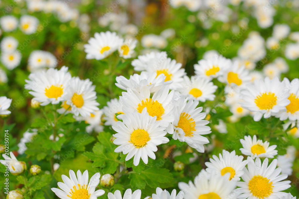 Fototapeta premium 白い小菊の花壇
