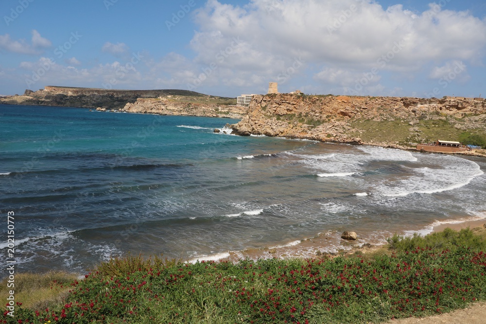 Flowers blooming at Ghajn Tuffieha Bay at the Mediterranean Sea in Malta Flowers blooming at Ghajn Tuffieha Bay at the Mediterranean Sea in Malta