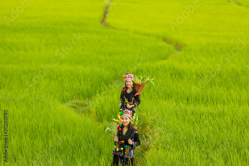 Hmong girl with traditional dress with basket of agricultural crops walking in the forest,Happy Hmong girl are standing smiling at green nature at Sapa town,Northern Vietnam.