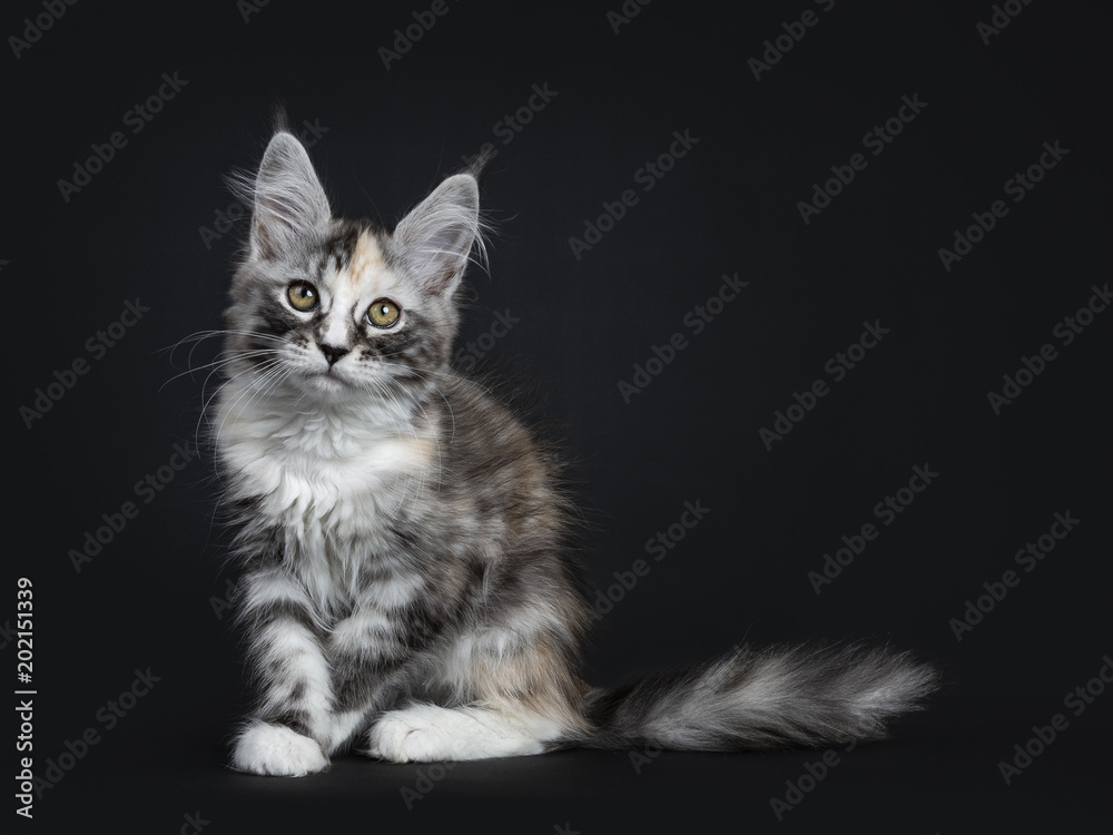 Cam Girl Kitten