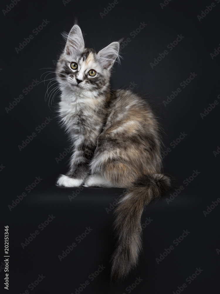 Cam Girl Kitten