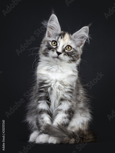 Majestic tortie Maine Coon cat kitten girl sitting frontal isolated on black background looking at camera  © Nynke