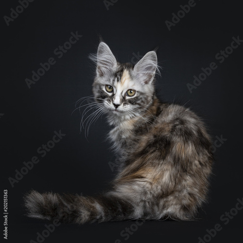 Majestic tortie Maine Coon cat kitten girl sitting backwards isolated on black background looking at camera over shoulder