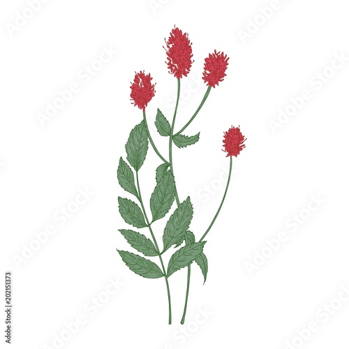 Gorgeous flowers and leaves of Sanguisorba officinalis or great burnet plant ...