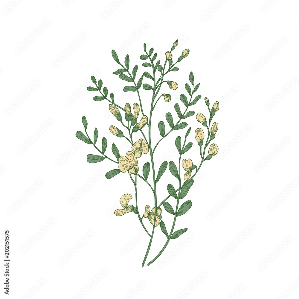 Detailed botanical drawing of Sphaerophysa salsula or alkali swainsonpea with yellow flowers and green leaves isolated on white background. Beautiful flowering plant. Natural vector illustration. Detailed botanical drawing of Sphaerophysa salsula or alkali swainsonpea with yellow flowers and green leaves isolated on white background. Beautiful flowering plant. Natural vector illustration.