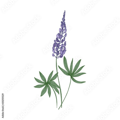 Elegant botanical drawing of Lupine purple flowers and green leaves isolated on white background. Beautiful wild meadow flowering herbaceous plant. Floral vector illustration in vintage style.