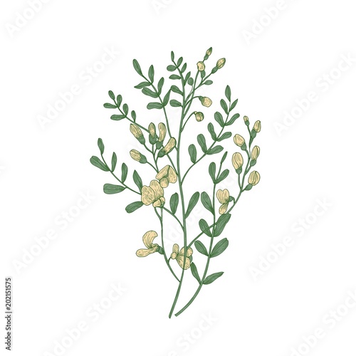 Detailed botanical drawing of Sphaerophysa salsula or alkali swainsonpea with yellow flowers and green leaves isolated on white background. Beautiful flowering plant. Natural vector illustration.