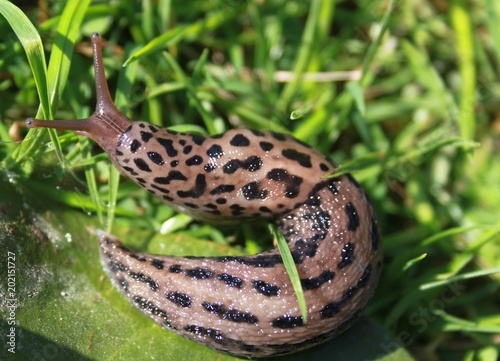Obraz na płótnie Limax maximus