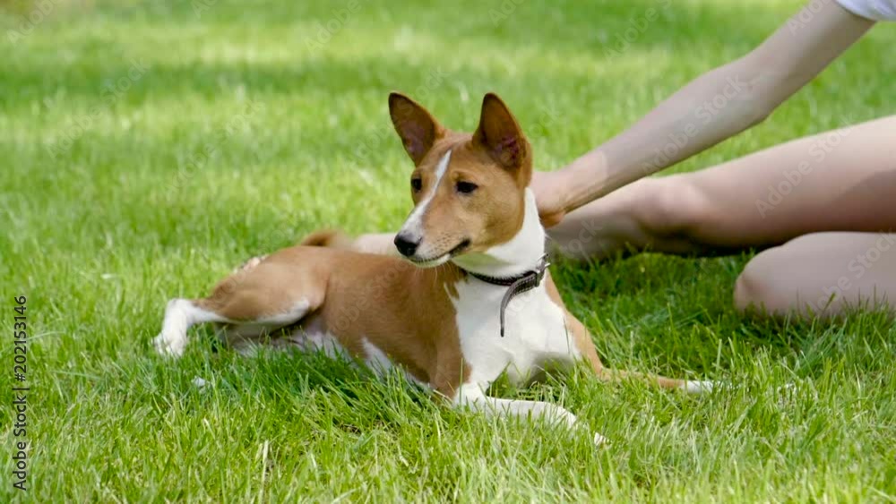 Portrait of basenji dog lying near his female owner on green lawn in summer park. Slow motion. HD