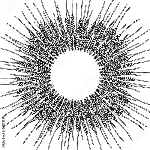 Ripe Wheat Spikelets Circle Card. Round Sun Shape Wreath of Malt with Space for Text. Farm Harvest Template. Realistic Hand Drawn Illustration. Savoyar Doodle Style.