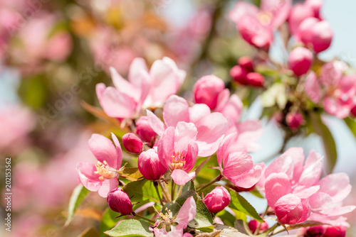 Fototapeta Naklejka Na Ścianę i Meble -  Japanische Kirschblüte