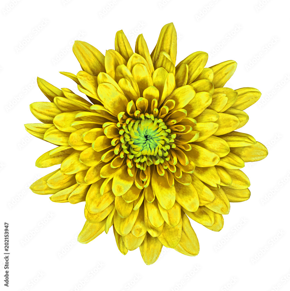 Flower yellow  Chrysanthemum  with a green shade inside,  isolated on white background. Flower bud close up.  Element of design.
