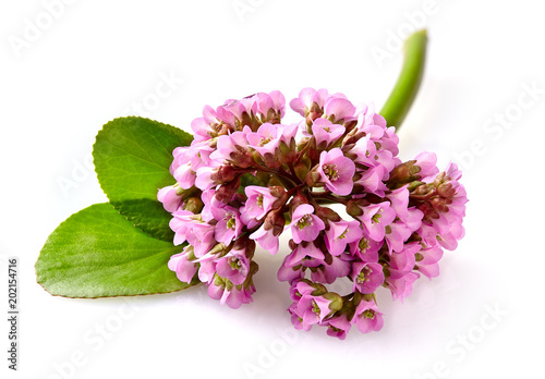 Tableau sur toile Close-up view to pink flower bergenia (also called elephant-ear, badan, Siberian tea, Mongolian tea, leather bergenia) isolated on white background