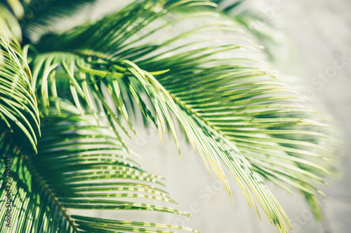 Palm leaves in sunlight. Nature tropical background.