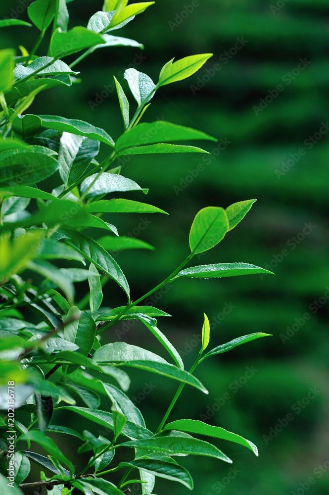 Green tea trees in spring Green tea trees in spring