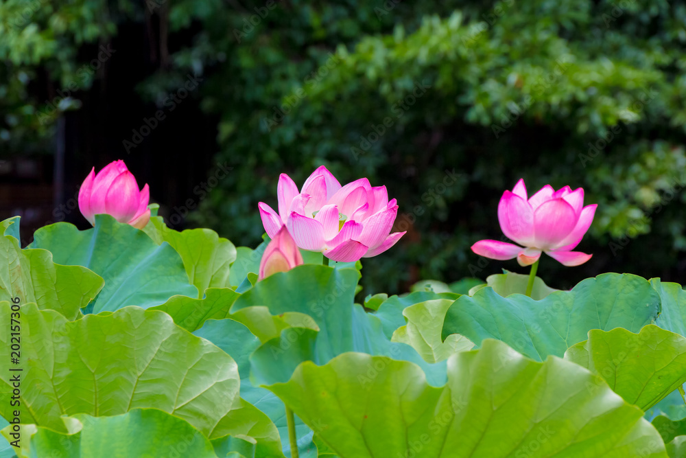Lotus Flower.Background is the lotus leaf and lotus flower and tree.Shooting location is  Yokohama, Kanagawa Prefecture Japan.
