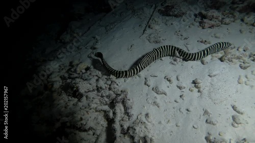 Zebra Moray Eel - Gymnomuraena zebra swim at night over the sandy bottom
 photo