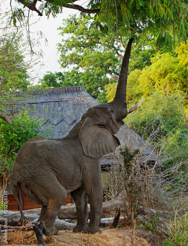 African Elephant feeding from a wild mango tree with trunk extended in South Luangwa National Park, Zambia photo