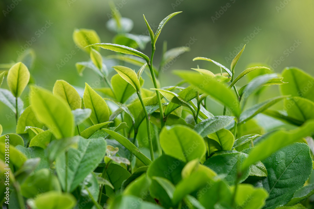 Green tea trees in spring Green tea trees in spring