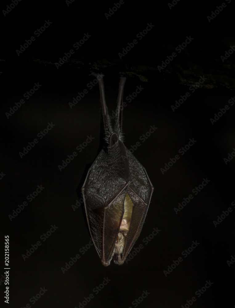 Close up small sleeping horseshoe bat covered by wings, hanging upside down on top of cold natural rock cave while hibernating. Creative wildlife photography. Creative black background.