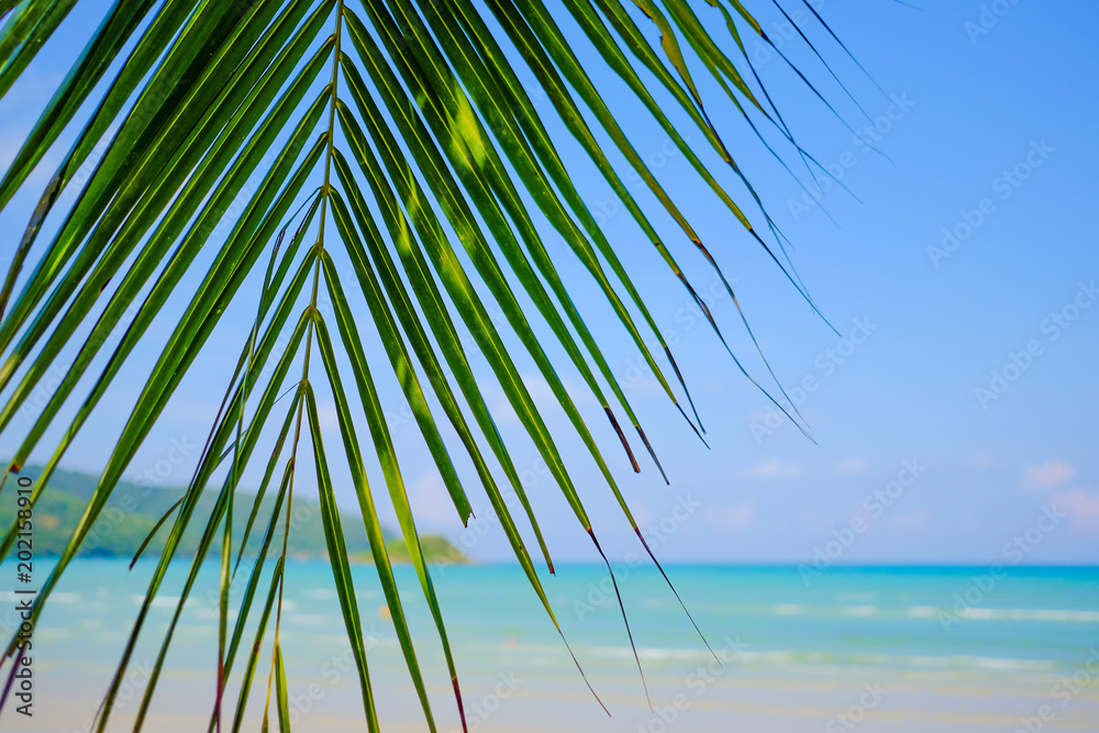 Palm leaves and sea view