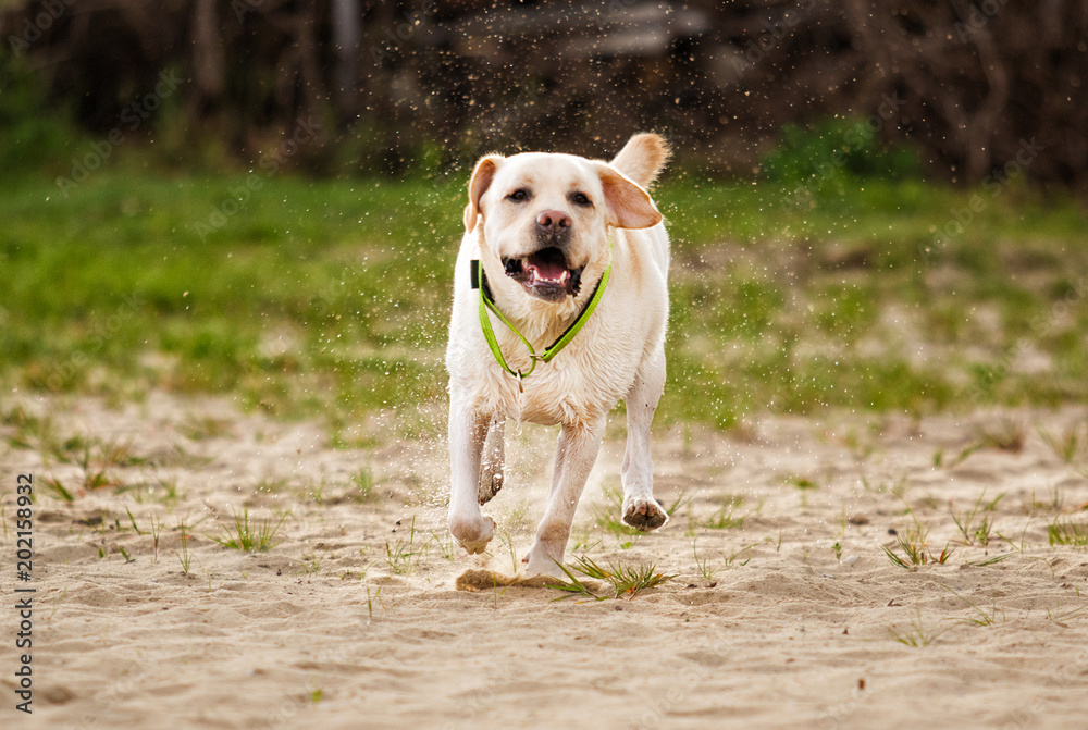 beige labrador dog running
