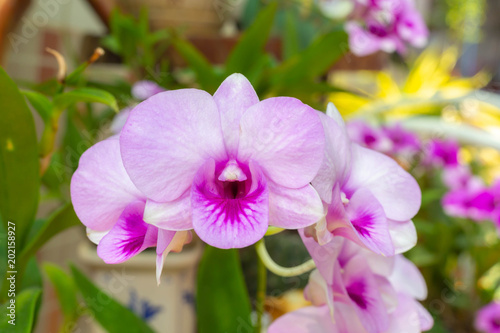 pink orchid flowers