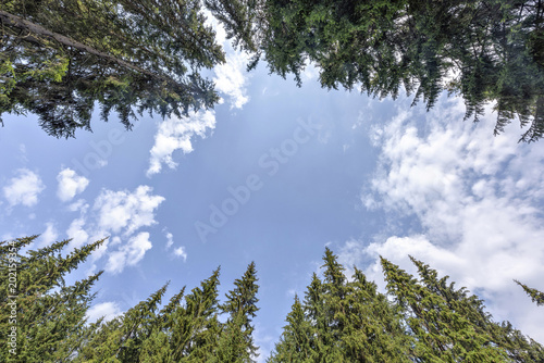 Daylight vertical view from bottom to bright blue clear sky