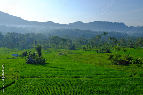 Campos de arroz en Bali