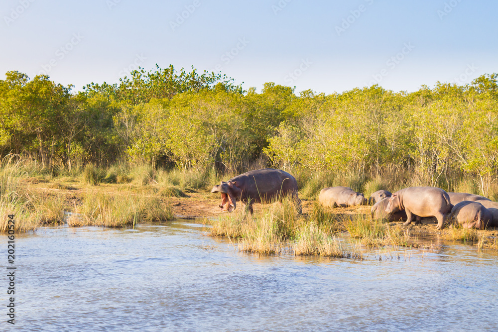 Herd of hippos sleeping, Isimangaliso Wetland Park, South Africa Herd of hippos sleeping, Isimangaliso Wetland Park, South Africa
