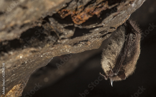 Close up small bat hanging on the wall of the stole. Diagonal composed wildlife photography.