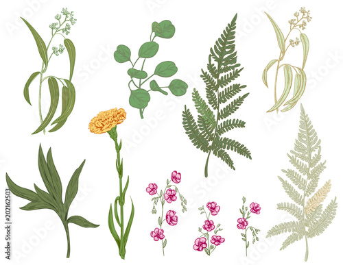 Set of pink, yellow flowers and greenery: carnation, chamomile (daisy), leave...
