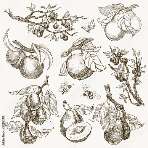 Big set of garden fruits engraving style. Isolated on background. Retro style hand drawn illustration. Vintage plum, apple, pear. Vector design