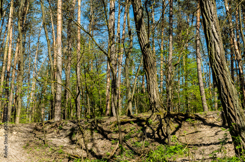 Fototapeta Naklejka Na Ścianę i Meble -  Korzenie drzew
