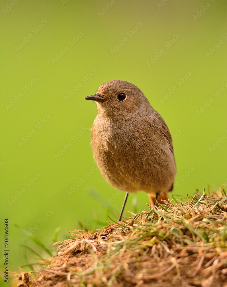 Fototapeta premium Young female redstart perched on the grass.