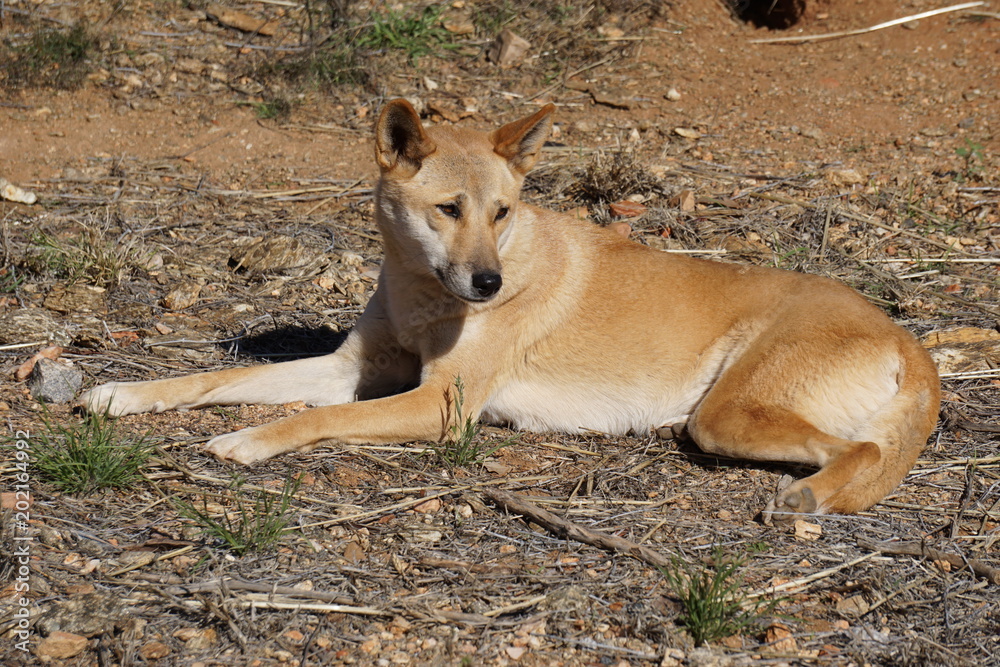 A Dingo A Dingo