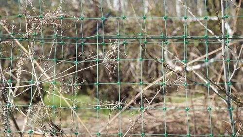 View Through The Garden Mesh