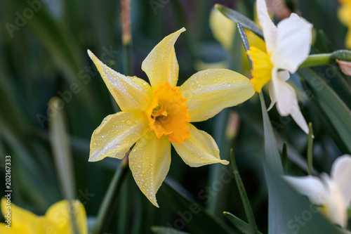 Fototapeta Naklejka Na Ścianę i Meble -  beautiful summer Cyclamineus daffodils