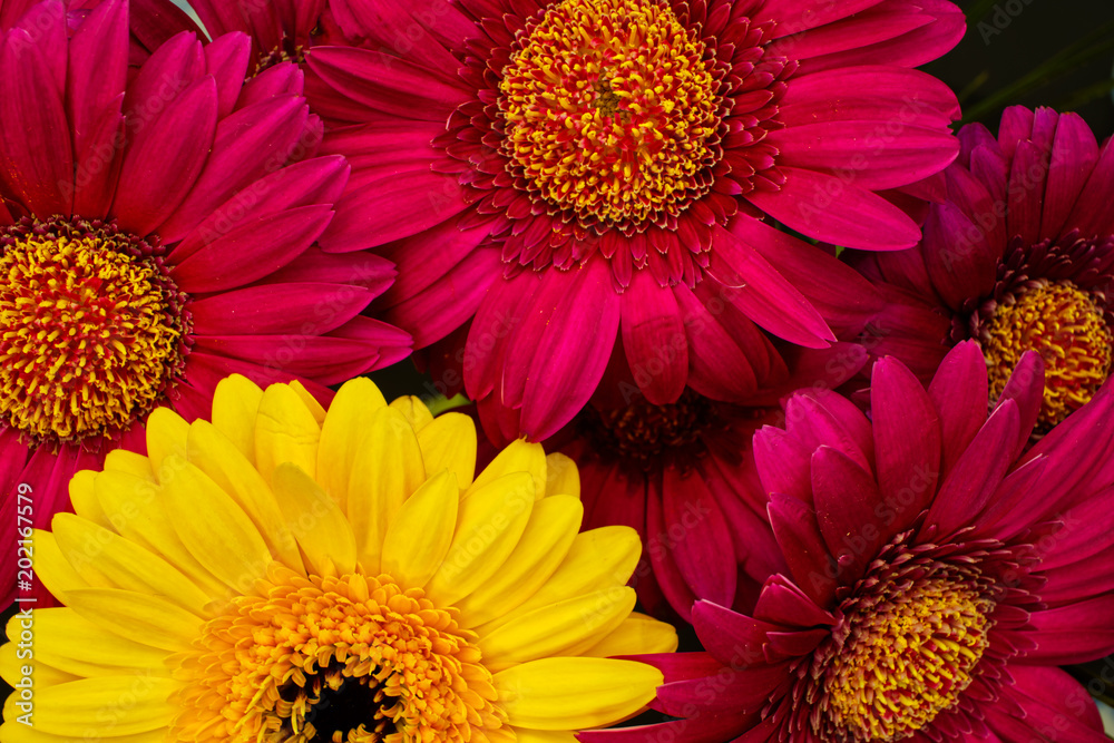 Pink and yellow gerbera flower heads, daisy family closeup Bouquet Pink and yellow gerbera flower heads, daisy family closeup Bouquet
