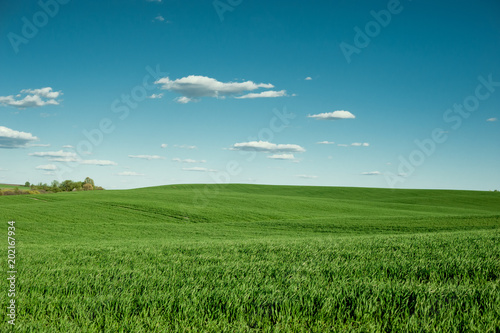 wheat green in the spring against the sky © Kaminski Vadim