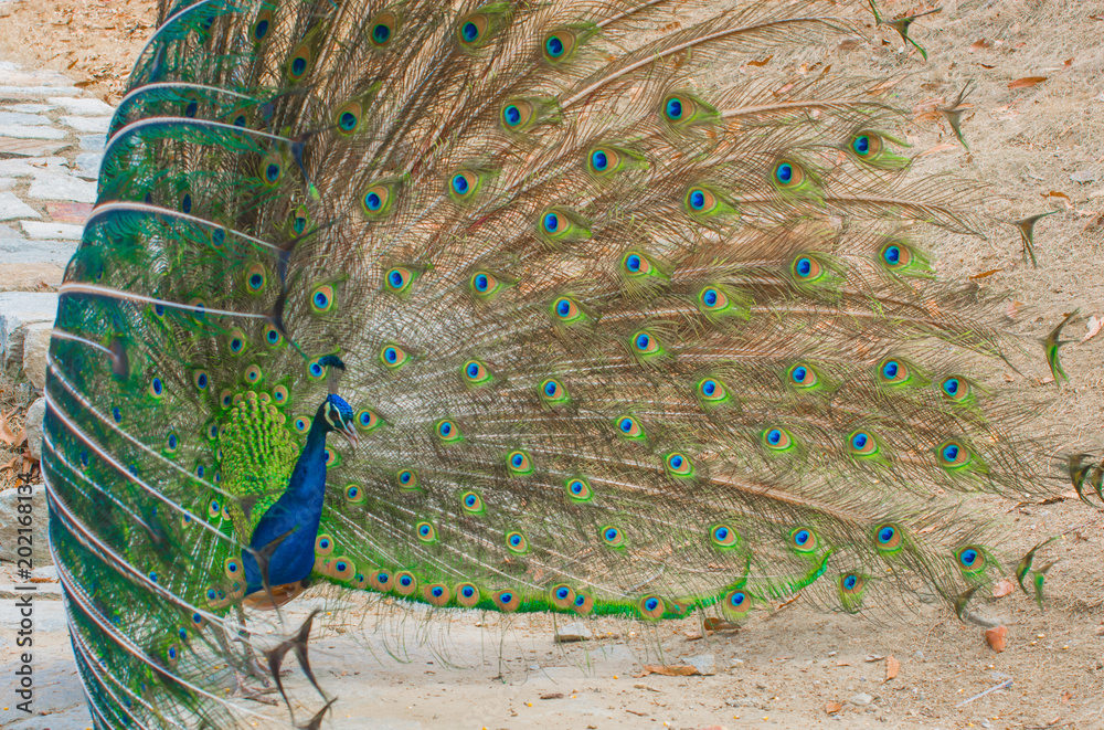 Obraz premium Peacock in the mating season