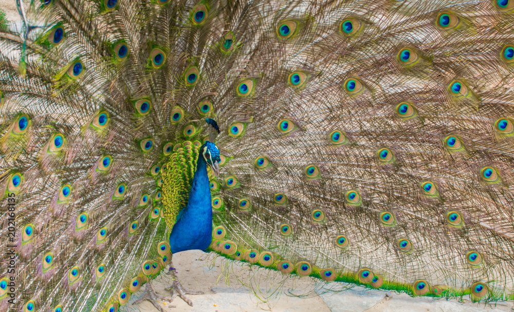 Obraz premium Close up of a peacock and of its colourful feathers