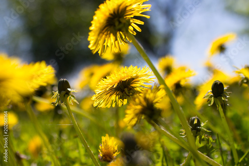 dandelion flowers on field