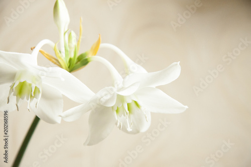 Romantic natural white flowers on blurry background