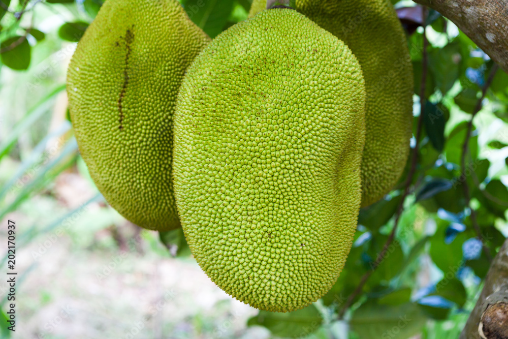 Jackfruit on the tree Jackfruit on the tree