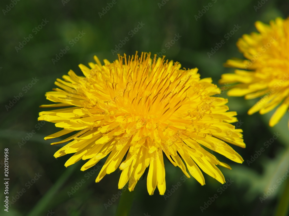 Dandelion - Taraxacum officinale. Photo taken in Lodz, Poland Dandelion - Taraxacum officinale. Photo taken in Lodz, Poland